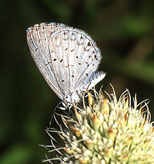 photo "Tiny sail of Celastrina neglecta"