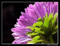 photo "Margarita"