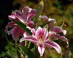 фото "Scent of the Summer"