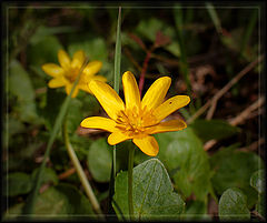 photo "Charm of a modest flower"