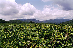 photo "Tea plants"