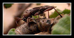 photo "Bugs 2004 # 2"