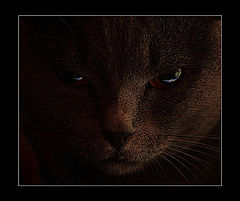 фото "salsi"
