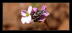 photo "Bugs 2004 # 3"