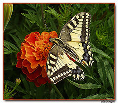 photo "*}|{"