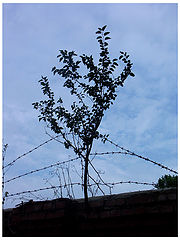 photo "Freedom"