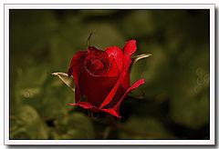 photo "Thinking of You"