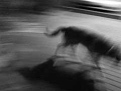 фото "the night walk with a dog 1"