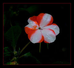 photo "Begonia"