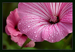 photo "Untitled photo"