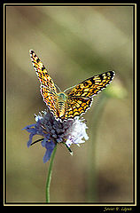 photo "Mellicta aurelia (II)"