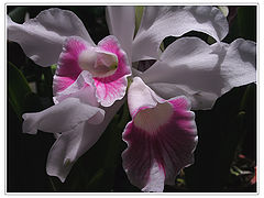 photo "Orchids"