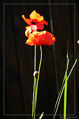 фото "japanes poppy"