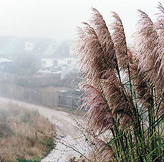 photo "About Fog"