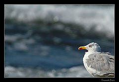 photo "Contemplating the sea"