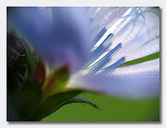 photo "the world of stamens     =super-macro="
