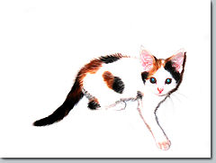 photo "Kitty"