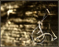 фото "Harmony of Nature."