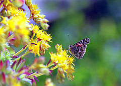 photo "Waiting for Springtime"