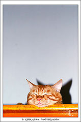 фото "Morpheus`s cat"