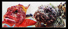 photo "Have you seen Nemo by any chance?"
