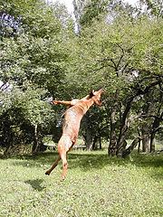 photo "Air Jessy"