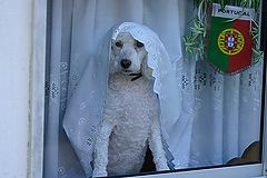 photo "Bride at the window"