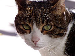 photo "my cat"