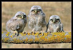 photo "Olympic Medallists"