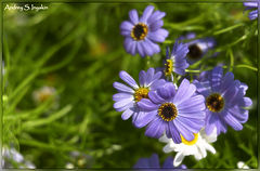photo "On a solar glade..."
