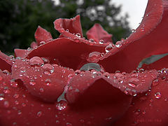фото "....Lust..."
