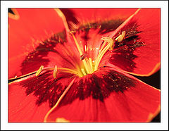 photo "R & B /super macro/"