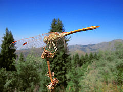photo "Dragonfly"