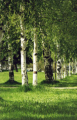 photo "Birchwoods from Pertrozavodsk"