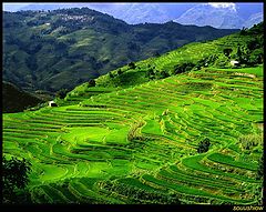 фото "Terraced fields"