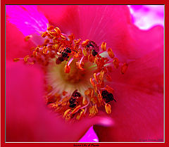 photo "Secret Life of Plants"