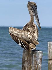 фото "mexican pelicano"