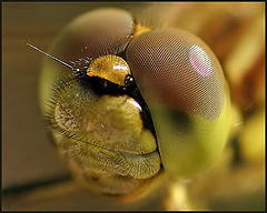 photo "Get Closer"