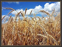 photo "August"
