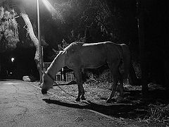 photo "night horse"