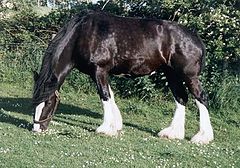photo "English Shire Horse"