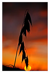 photo "Sunset in cornfild II"