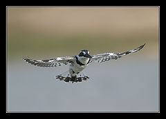 photo "Pied Kingfisher - Ceryle rudis"