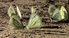 photo "the meeting"
