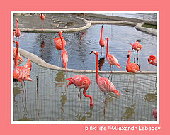 photo "Pink life"