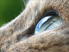 photo "World in my eyes"