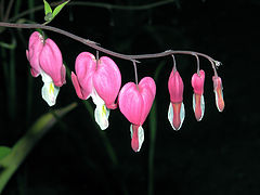 photo "Small hearts"