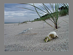 photo "The sea left..."