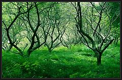 photo "forest deep#4"