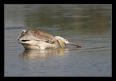 photo "Hunting for a fish"